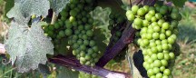 CA for rent: grapes