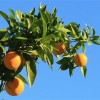 rentals in CA: oranges