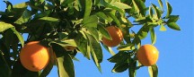 rentals in CA: oranges