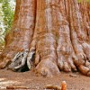 apartments for rent in CA: sequoia