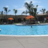 apts california: palm trees1