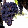 apts california: sonoma