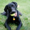 Pet Friendly Apartments in California Pet friendly apartments in california