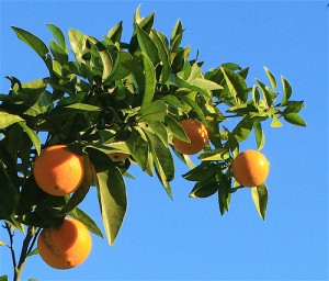 rentals in CA: oranges