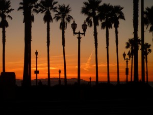 apts california: palm trees