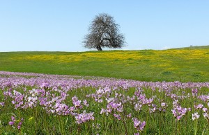 apts california: califlowers