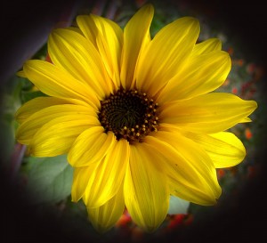 apts california: sunflower