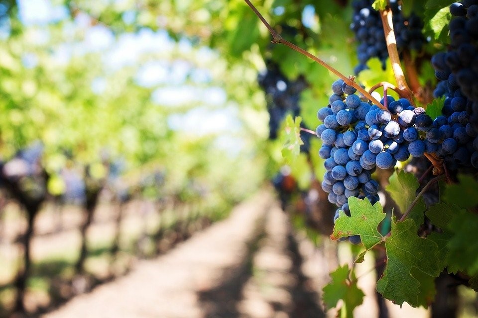 Purple Grapes, Vineyard, Napa Valley, Napa Vineyard