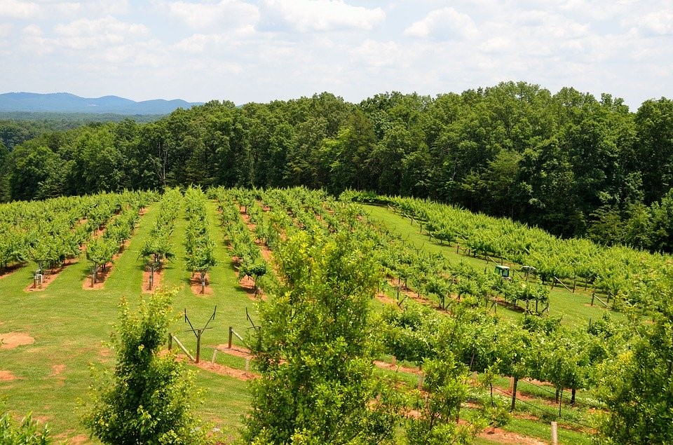 Vineyard, Winery, Landscape, Outdoors, North Georgia