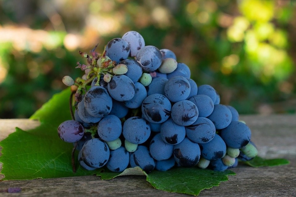 Purple Grapes, Grapes, Napa Valley, Napa Vineyard, Vine