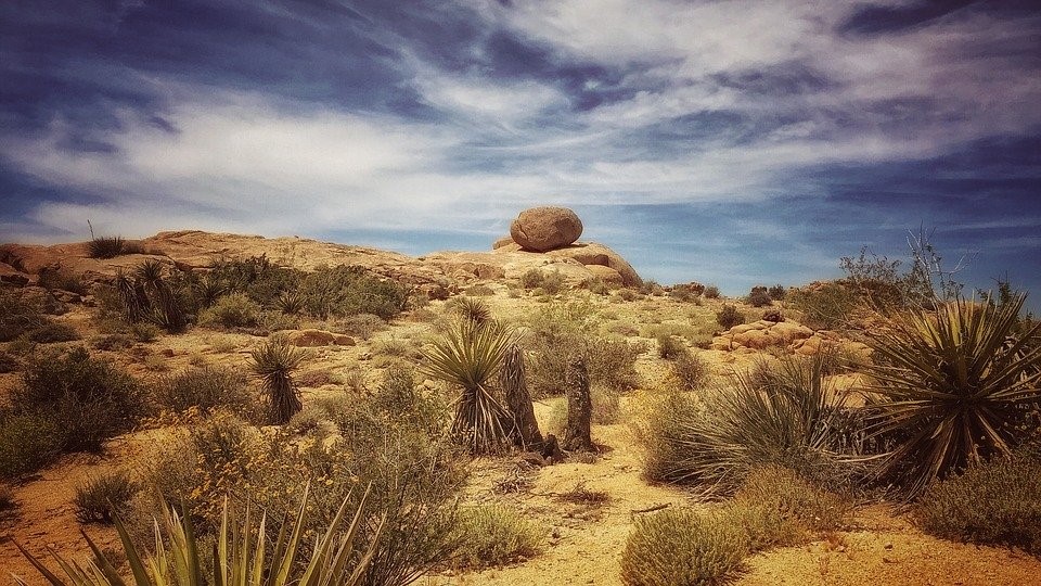 Joshua Tree, Desert, Joshua, California, Tree, Nature