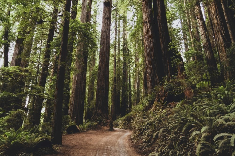 green-leafed trees