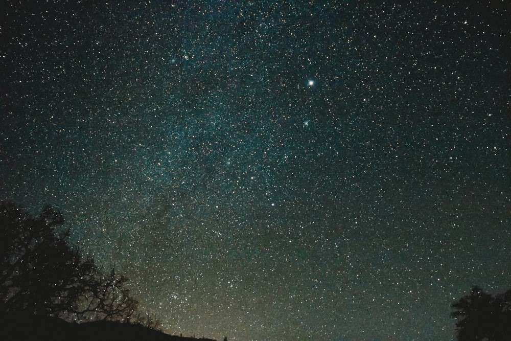 silhouette of trees under starry night