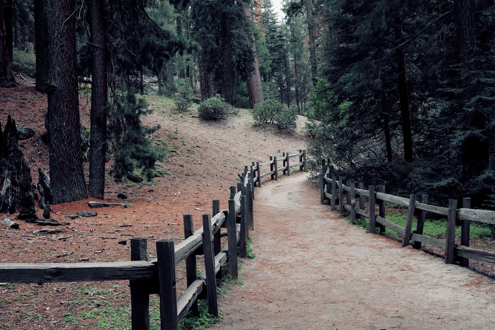 brown wooden fence in forest during daytime